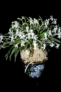 Vanda falcata Bell' Orchidea HCC/AOS 77 pts. pot